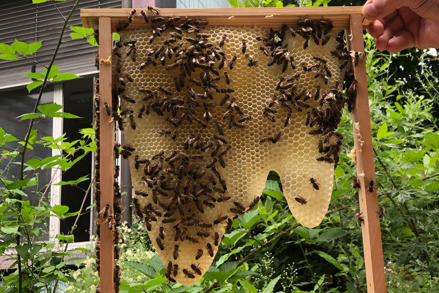 Endlich Honigbienen im MoMo